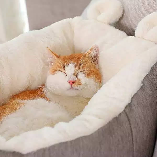 Orange and white cat sleeping in grey plush cat bed – Blessed Paws